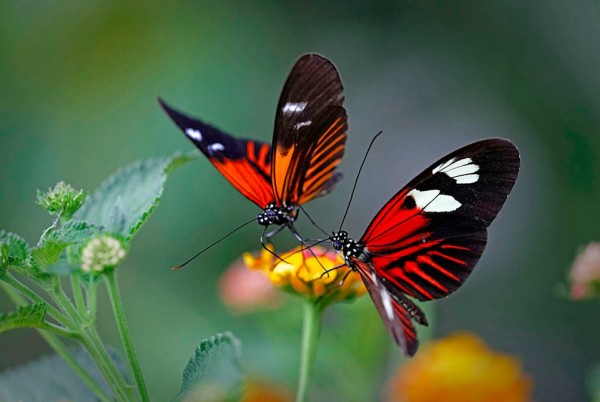 couple of butterflies